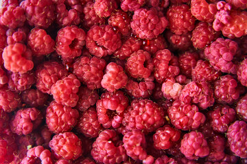 Ripe red raspberries close up. Raspberries background