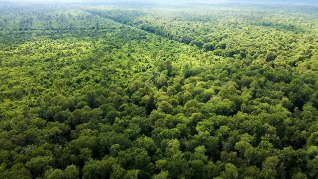 A High Drone Flight Over The Great Dismal Swamp National Wildlife Refuge In Virginia.   One Can See A Driveable Fire Road In The Distance.