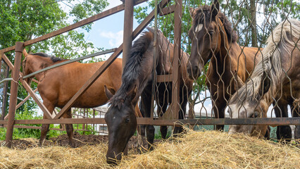 Horses eating fresh hay between the bars of an wooden fence. Group of purebred horses eating hay on rural animal farm.