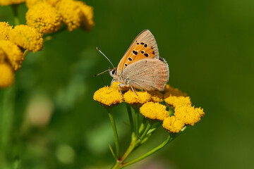 Obraz premium Brauner Feuerfalter (Lycaena tityrus) Weibchen 