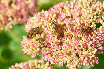 Hohe Fetthenne ( Sedum telephium ) mit Biene	