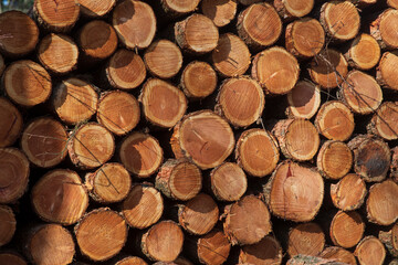 forest around the Emma pyramid, near Rozendaal