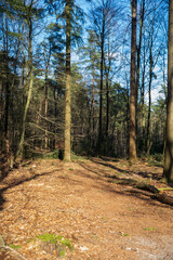 Fototapeta premium forest around the Emma pyramid, near Rozendaal