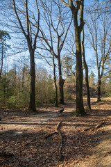 forest around the Emma pyramid, near Rozendaal