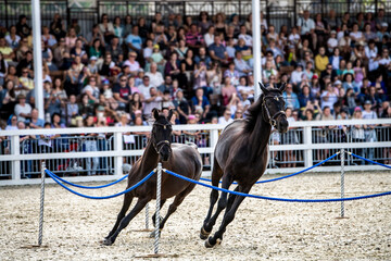 dark brown horses in a free state perform commands of people at an equestrian festival