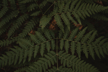 fern leaves