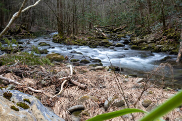 stream in the woods
