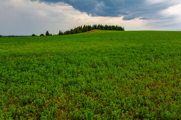 Fototapeta na wymiar Countryside landscape with green field and forest before thunderstorm