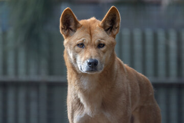 Close portrait of an Australian Dingo (Canis lupus dingo), which is related to the Singing Dog of New Guinea, looking at camera.