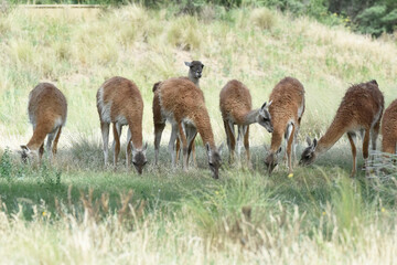 Lama animal, , in pampas grassland environment, La Pampa province, Patagonia,  Argentina