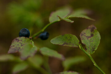 blueberries on a bush