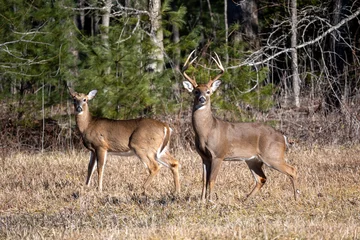 Plexiglas foto achterwand deer in the woods © CM Photography 