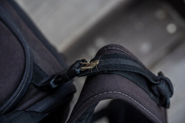 a gray grasshopper jumped onto a photo bag for posing