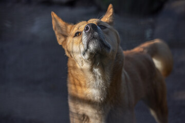 Close portrait of a ginger coloured Australian Dingo (Canis lupus dingo), which is related to the Singing Dog of New Guinea, looking at camera with head tilted upwards as if sniffing for a scent.
