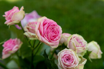 Rosen