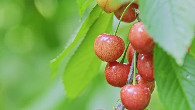 Macro of red and ripe wild cherry fruits growing on a tree branch in clusters