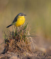 Yellow wagtail - Motacilla flava - male bird in spring at a wetland