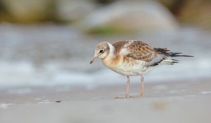 Black-headed Gull - Chroicocephalus ridibundus - juvenile bird on a sea cost 