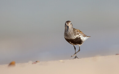 Dunlin - Calidris alpina - adult bird at a seashore on the autumn migration way