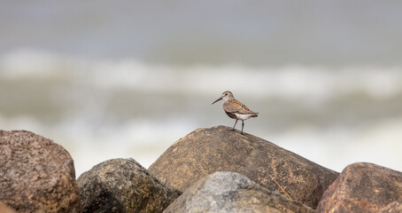 Dunlin - Calidris alpina - adult bird at a seashore on the autumn migration way