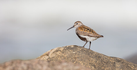 Dunlin - Calidris alpina - adult bird at a seashore on the autumn migration way