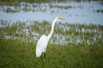 Garza Grande en el Santuario Nacional Lagunas de Mejia