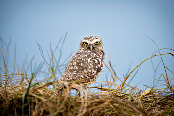 Lechuza Andina en el santuario nacional Lagunas de Mejia
