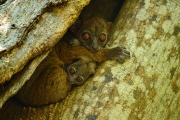 Lépilémur de Madagascar et son petit