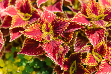 Plectranthus scutellarioides, Coleus Scutellarioides, is a species of flowering plants one of the traditional medicinal herbs. Garden decoration in the park. Bright spotted leaves.