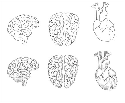 Human internal organs. Vector sketch isolated illustration. Hand drawn doodle anatomy symbols set.