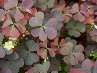 a field of summer grass and flowers