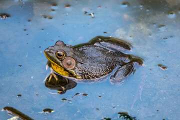 A Bullfrog Lounges Near the In-Flow of Ridout Pond In High Park's Eastern Ravine