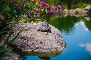 Pond slider or red-eared turtle.A group of wild turtles in the lake. Turtles sit on a rock and bask in the sun.