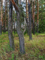 Beautiful colorful summer spring natural landscape with a lake in Park surrounded by green foliage of trees in sunlight and stone path in foreground.
