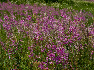 Obraz premium Green grass texture background, Green lawn, Backyard background, Grass texture, Green lawn desktop picture, Park lawn texture.