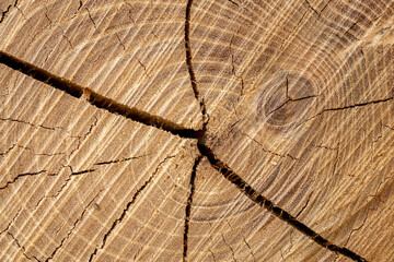 Fototapeta premium Struktura drewna, Słoje , textura, wygląd , przyroda 