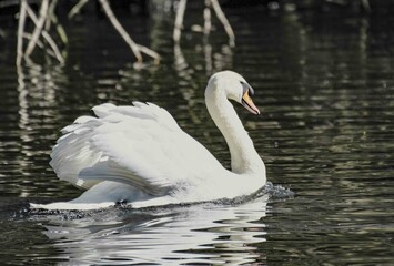 Swan 2
