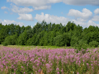 Beautiful colorful summer spring natural landscape with a lake in Park surrounded by green foliage of trees in sunlight and stone path in foreground.