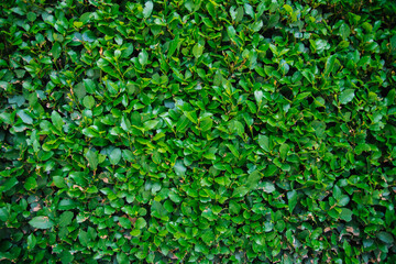 Obraz premium Fresh green leaf background. The natural beauty of plants. The texture of the leaves.