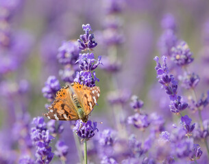 butterfly on lavender flower