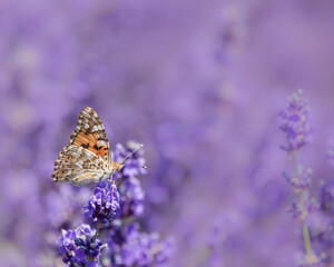 butterfly on lavender flower