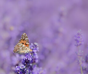 butterfly on lavender flower