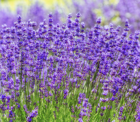 field of lavender