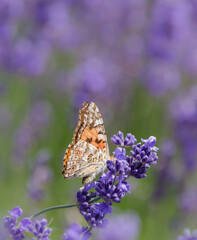 butterfly on lavender flower