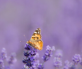 butterfly on lavender