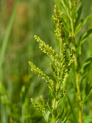 Green grass texture background, Green lawn, Backyard background, Grass texture, Green lawn desktop picture, Park lawn texture.