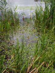 Water surface in the lake with leaves