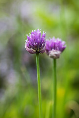 Obraz premium Trifolium. Clover flower on blurred background