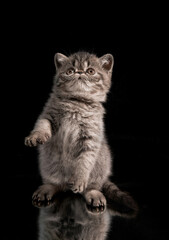 Obraz premium A brown exotic shorthair Persian kitten jumps on its hind legs on a dark background.