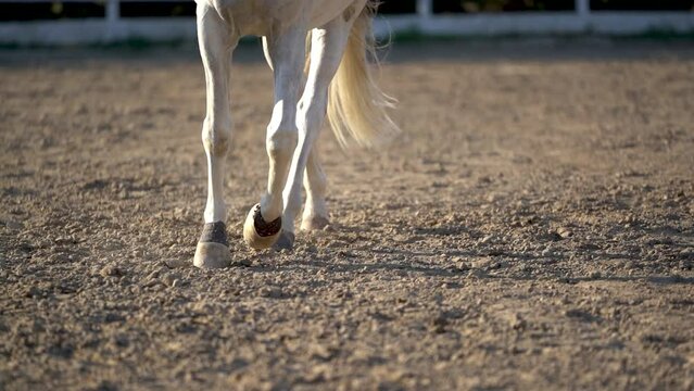 A horse is training